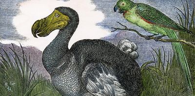 Dodo 2.0: how close are we to the return of this long extinct bird?