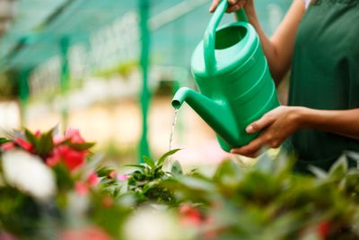 The Watering Technique That Prevents Root Rot