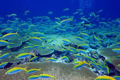 Chagos Islands’ ‘pristine ocean’ must be protected, warns Emily Thornberry
