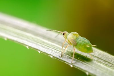 The One Plant That Can Save Your Entire Garden From Aphids