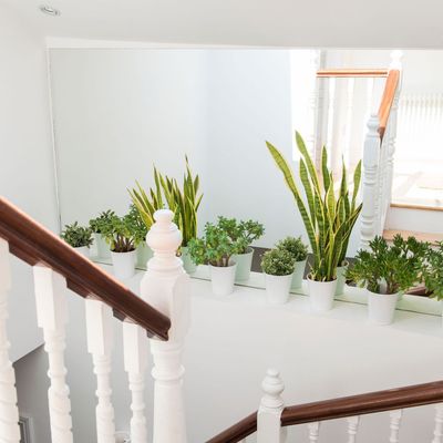 You need to stop feeding your indoor plants soon – here's why 'business as usual' can do your plants more harm than good