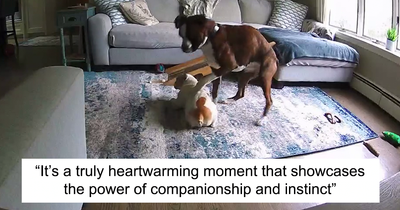 French Bulldog Has Medical Emergency While Owners Are Away, Boxer Bro Comes To The Rescue