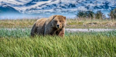 Alaska’s Fat Bear Week is more than a bit of fun – for the animals, size is a matter of survival