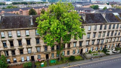 Argyle Street ash in Glasgow wins tree of the year competition