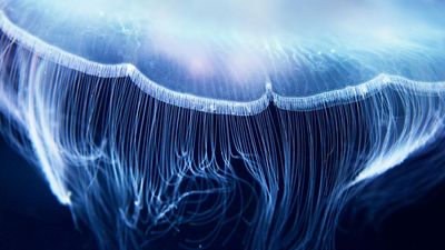 Scientific breakthrough leads to 'fluorescent biological qubit' — it could mean turning your cells into quantum sensors