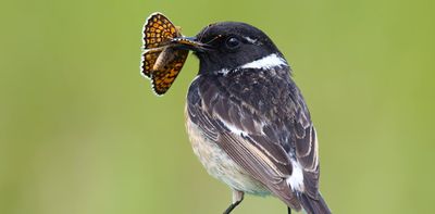 Warn, hide or stand out? How colour in the animal world is a battle for survival