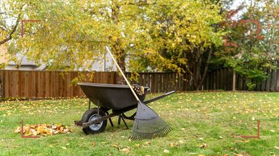 How to look after your lawn in autumn to ensure Wimbledon-worthy grass next spring