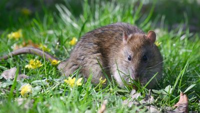 7 expert ways to keep rats out of your yard and enjoy a rodent-free garden this fall – but hurry, you'll need to act fast