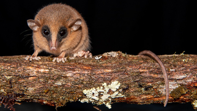 Mystery creature found in 'forbidden cloud forest' of Peru is new species of marsupial