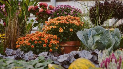 How to grow chrysanthemums in pots – for flourishing and long-lasting fall floral displays