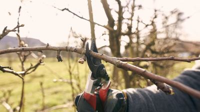 When pruning can kill your tree – expert arborists reveal the danger periods to avoid