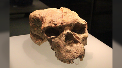1 million-year-old skull from China holds clues to the origins of Neanderthals, Denisovans and humans