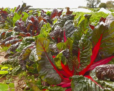 Country diary: On harvest open day, celebration, relief – and flying gazebos