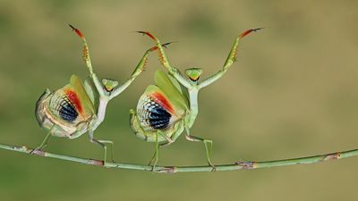 Image of praying mantises dancing in sync wins world’s biggest photography competition