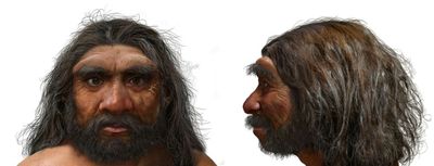 Million-year-old Skull Could Change Human Evolution Timeline