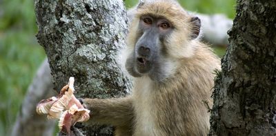 Mushrooms may have been part of early human diets: primate study explores who eats what and when