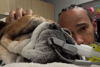 Lewis Hamilton shares heartbreaking update with dog Roscoe in a coma