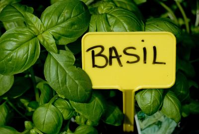 How to Grow Basil That Doesn’t Bolt in the Heat