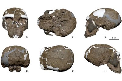 Human Skull Of 'Dragon Man' Is Disrupting Human Evolution As We Know It: Here's How