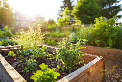 Why Your Raised Beds Might Be Working Against You