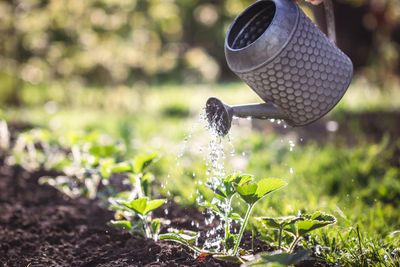 The Best Time of Day to Water—And Why Most People Get It Wrong