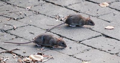'Anti-rat task force' to be explored amid 'invasion' in Scottish city