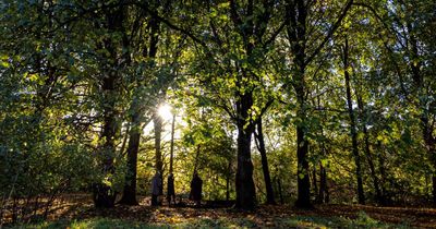 Plans unveiled for £1.5 million woodland play trail creating 20 jobs