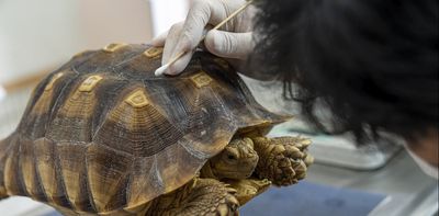 Calling in the animal drug detectives − helping veterinarians help beluga whales, goats and all creatures big and small