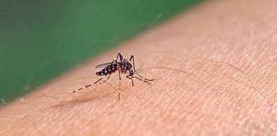 Zika virus may raise long-term risks of type 2 diabetes – new study
