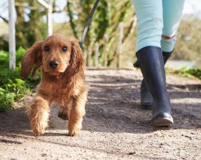 Rover-tourism row: Italian province considers tax on visiting dogs