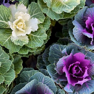 This is one of the best winter pot displays I've ever seen – and a cabbage is the surprise star!