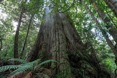 Native forest logging must end in order to reach Labor’s emissions reduction target, expert says