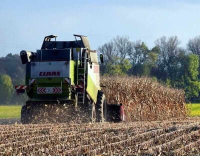 Corn Falling on Friday