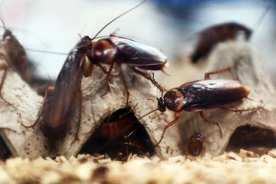 VRBO guest ‘permanently injured’ by cockroach feces in coffee, lawsuit claims