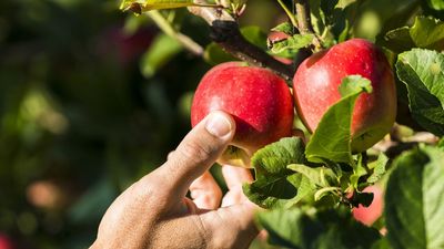 How to know when apples are ready to pick – experts swear by these 3 signs