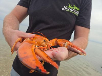 Rare orange lobster found in New York supermarket returned to sea