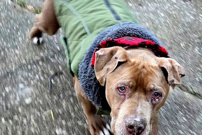 Jury convicts Michigan veterinarian of theft for refusing to return dog to homeless man