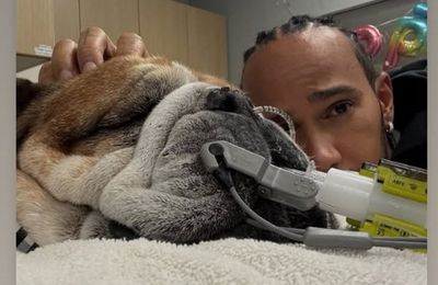 Sir Lewis Hamilton's dog Roscoe put in a coma