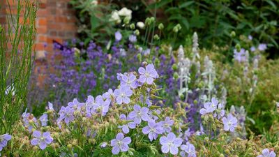 Flower bed trends for 2026 – the hottest colors, combinations, and plants to consider for next year’s garden