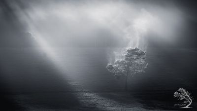 Gorgeous woodland imagery wins AI-banned Natural Landscape Photographer of the Year