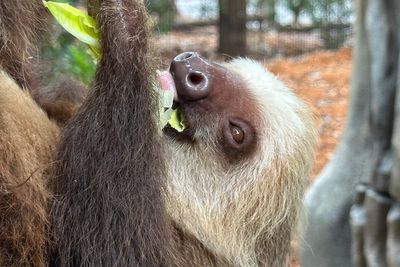 Golden lion tamarins and sloths become unlikely roommates at Palm Beach Zoo