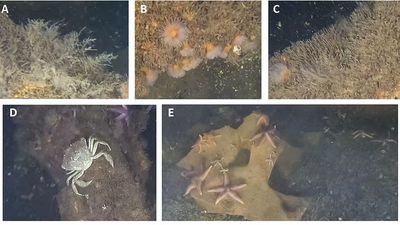 Scientists shocked to find marine life thriving on World War II explosives in the Baltic Sea