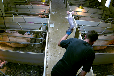 Tesco, Asda and Morrisons axe supplier after secret farm footage shows piglets beaten to death