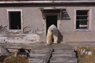 Polar bears take over abandoned Soviet-era research station: Video