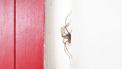 Spiders have a sneaky favorite hiding spot in your home — and it's very easy to miss