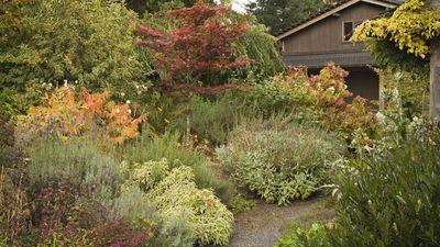 The window for pruning these 7 shrubs and perennials is right now (if you want to keep them healthy), says an expert horticulturist
