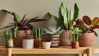 5 common houseplant pests and how to get rid of them: expert tips to prevent indoor bugs
