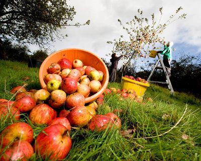 Heavenly harvest! 17 mouthwatering ways to use cider – from chorizo stew to sparkling sorbet