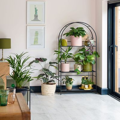Your houseplants could be slowing down your WiFi by 40% – experts explain why, and how to fix it