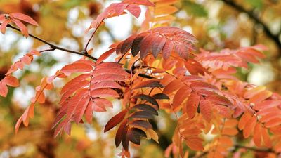10 gardening jobs to squeeze in before summer comes to an end